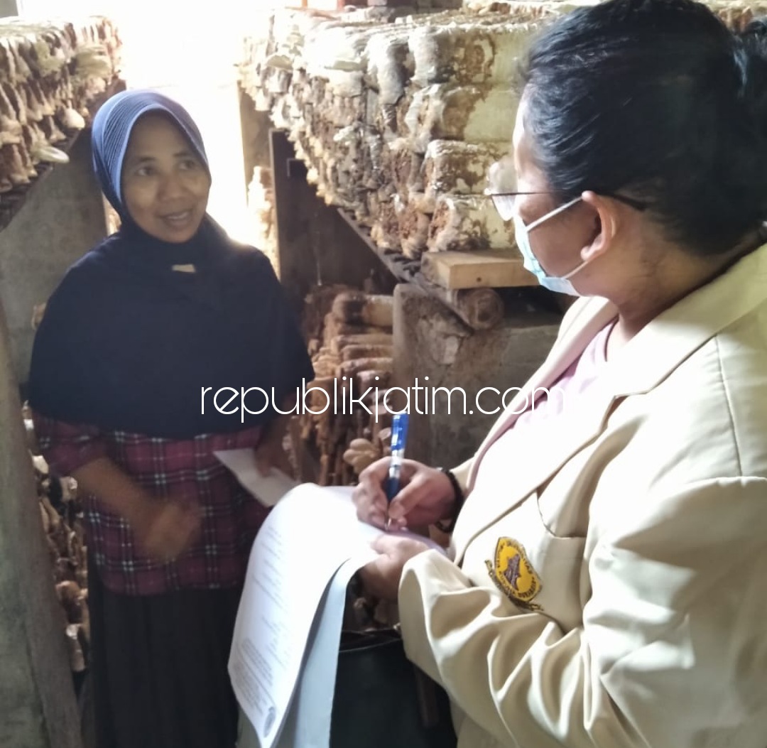 JAMUR - Lembaga Penelitian dan Pengabdian Masyarakat (LPPM) menugaskan 3 doktor dalam pengabdian masyarakat (Abdimas) mendampingi petani jamur Desa Pondok Jeruk, Tanggul, Jember bertema Komersialisasi Jamur Susu (Calocybe Indica), Selasa (01/06/2021).