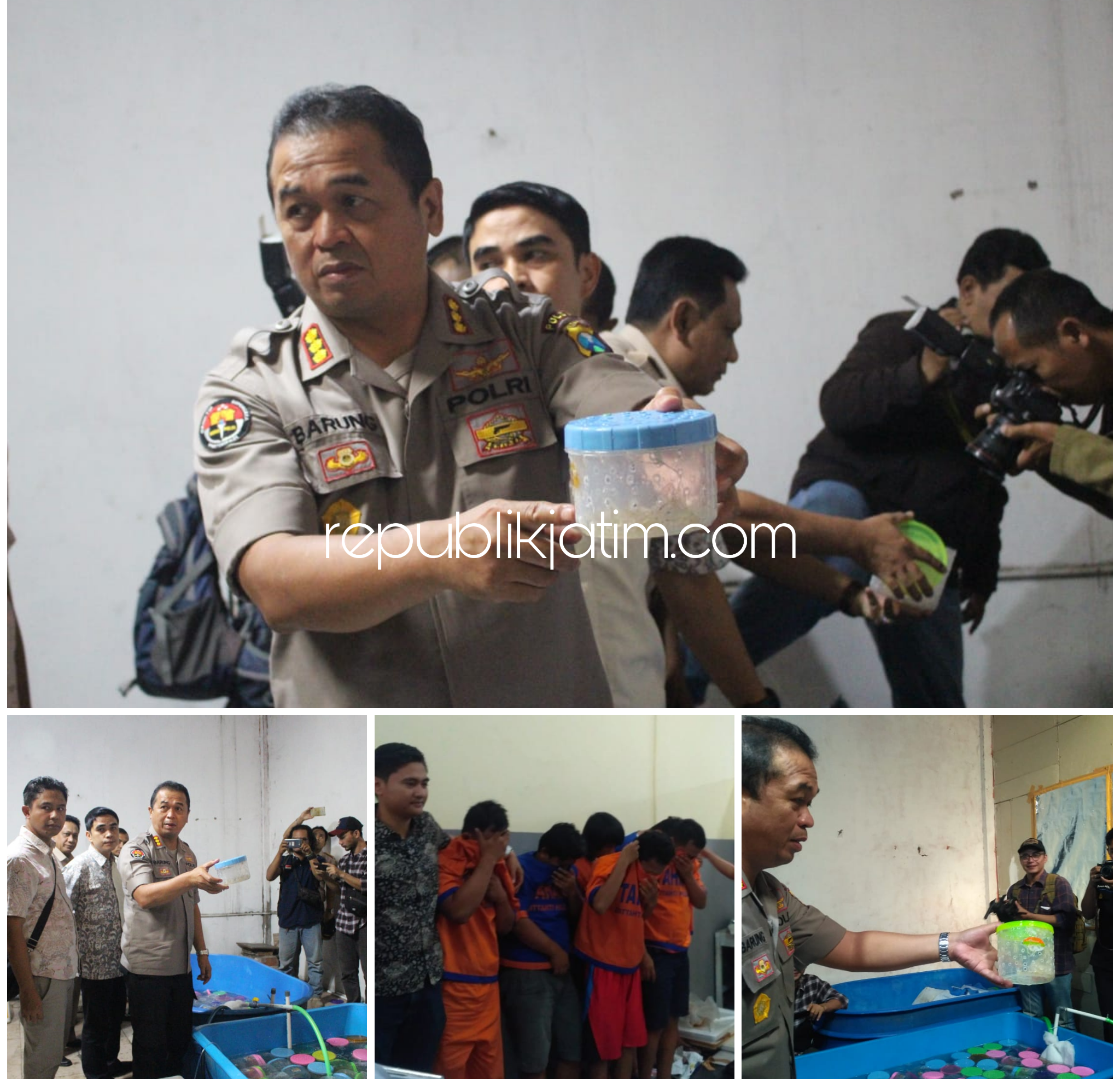 GREBEK - Petugas Subdit IV Tipidter Ditreskrimsus Polda Jatim dan Karantina Ikan Pengendalian Mutu (KIPM) Surabaya I berhasil menggerebek gudang pengepakan baby lobster senilai Rp 5,4 miliar di Desa Randegan, Kecamatan Tanggulangin, Sidoarjo, Jumat sore.
