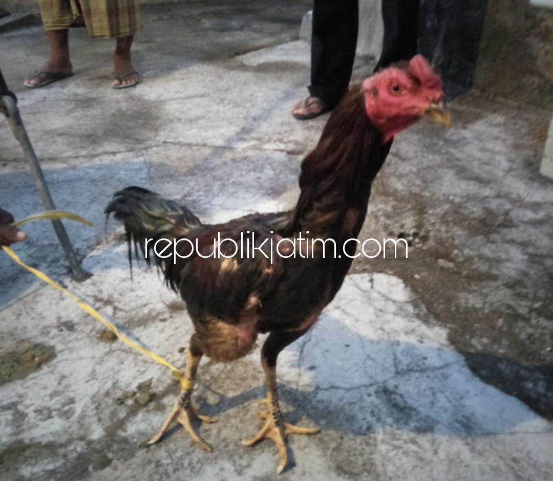 PENCURI - Tersangka pencurian ayam, Parno alias Senun alias Kasah (53) warga Dusun Blumbang, Desa Pangkal Kecamatan Sawoo, Ponorogo diamankan bersama barang buktinya di Polsek Balong, Sabtu (12/06/2021).