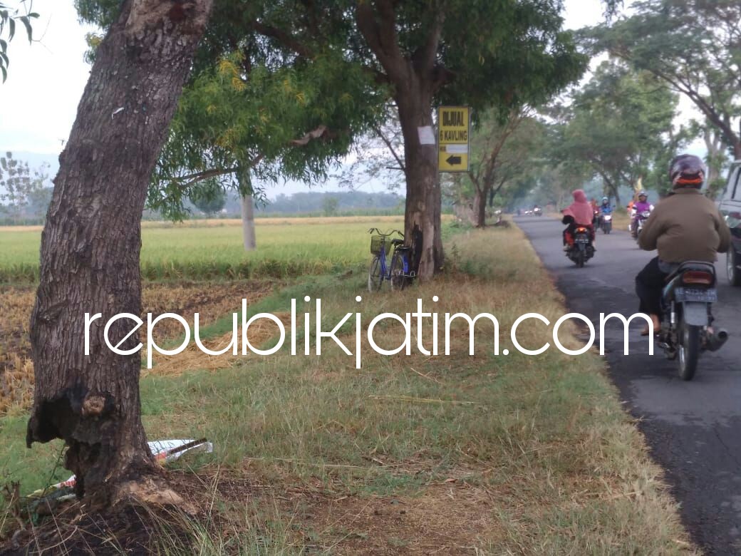 RAWAN ROBOH - Ratusan pohon di tepian JL Raya Jetis - Bungkal, Ponorogo yang rawan roboh dibiarkan Pemkab Ponorogo, Kamis (21/06/2018).