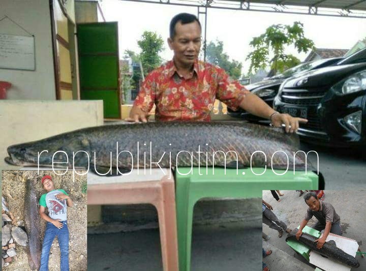 ARAPAIMA - Warga sekitar Sungai Bocok, Desa Mliriprowo, Kecamatan Tarik, Sidoarjo dihebohkan penangkapan ikan yang besarnya seukuran orang dewasa yang disebut Ikan Arapaima asal peraian Amerika Selatan, Senin (25/06/2018). 