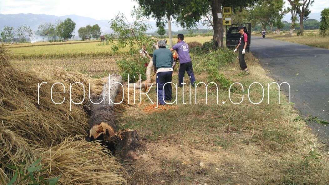 DITEBANG - Sejumlah petugas Dinas PUPR Pemkab Ponorogo sibuk menebang pohon yang nyaris tumbang di Jalur Utama Jetis - Bungkal, Selasa (26/06/2018).