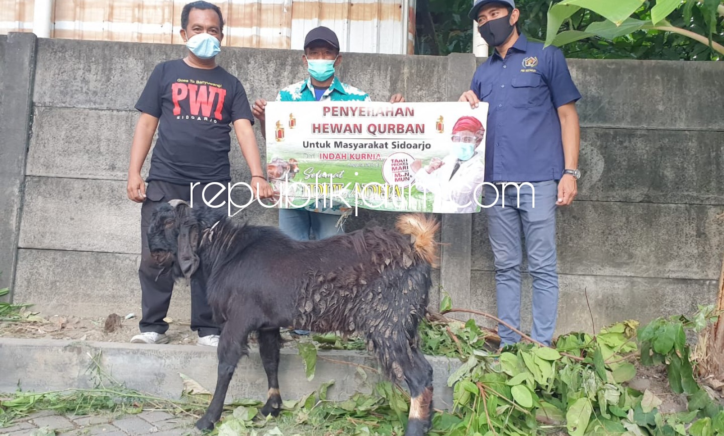 KURBAN - Anggota DPR RI, Indah Kurnia terus memberikan bantuan kepada masyarakat dalam menghadapi pandemi Covid-19, salah satunya hewan kurban untuk PWI Sidoarjo, Senin (19/07/2021).