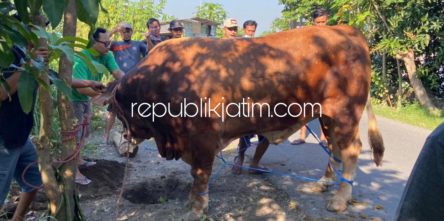 KURBAN - Bupati LIRA Sidoarjo, M Nizar menyembelih hewan kurban seekor sapi Simental seberat 1,1 ton saat Hari Raya Idul Adha 1442 Hijriyah, Selasa (20/07/2021) pagi.