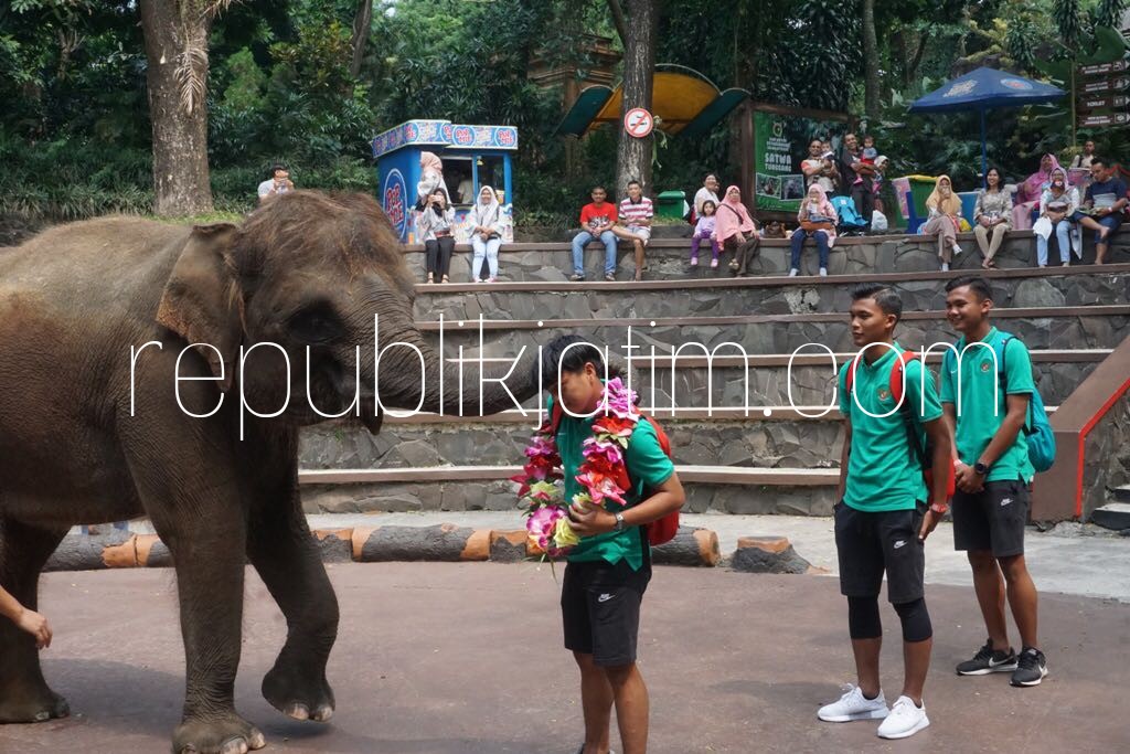 DISAMBUT GAJAH - Kedatangan tim U-16 disambut hangat gajah di Taman Safari Prigen, Kabupaten Pasuruan, Minggu (22/07/2018).