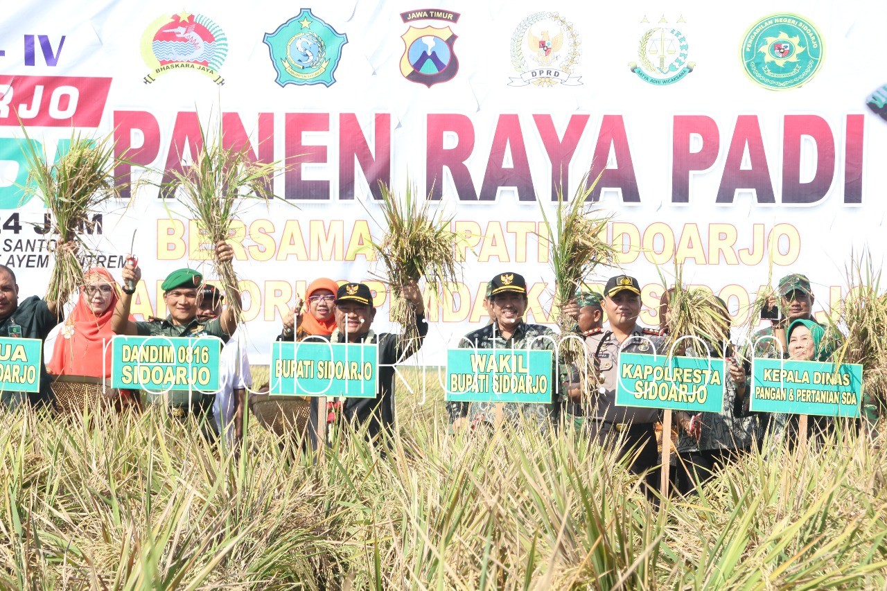 PANEN RAYA - Bupati Sidoarjo, Saiful Ilah memimpin prosesi panen raya di Desa Kedungkembar, Kecamatan Prambon, Sidoarjo bersama Forkopimda, Selasa (24/07/2018).