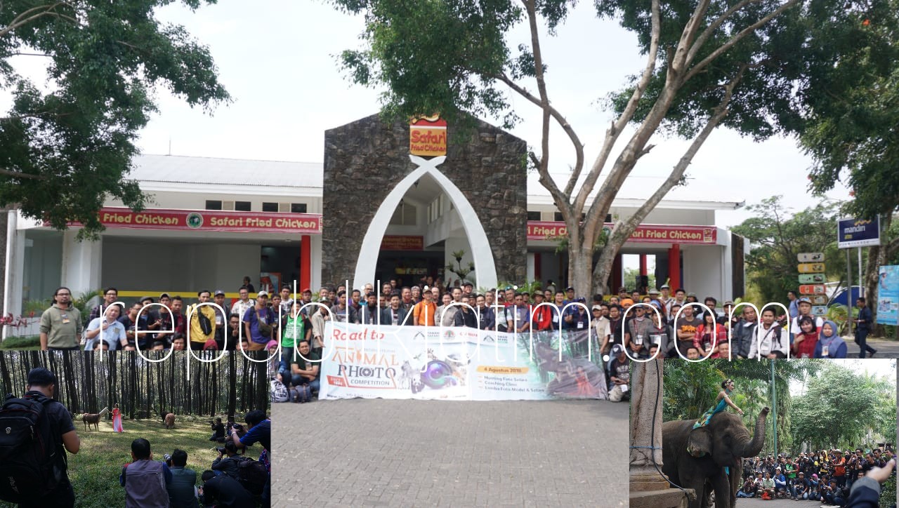 ANGEL - Ratusan fotografer sibuk mencari angel saat mengikuti International Animal Photo Competition (IAPC) yang digelar Taman Safari Prigen (TSP), Kabupaten Pasuruan, Sabtu (04/08/2018) sore.