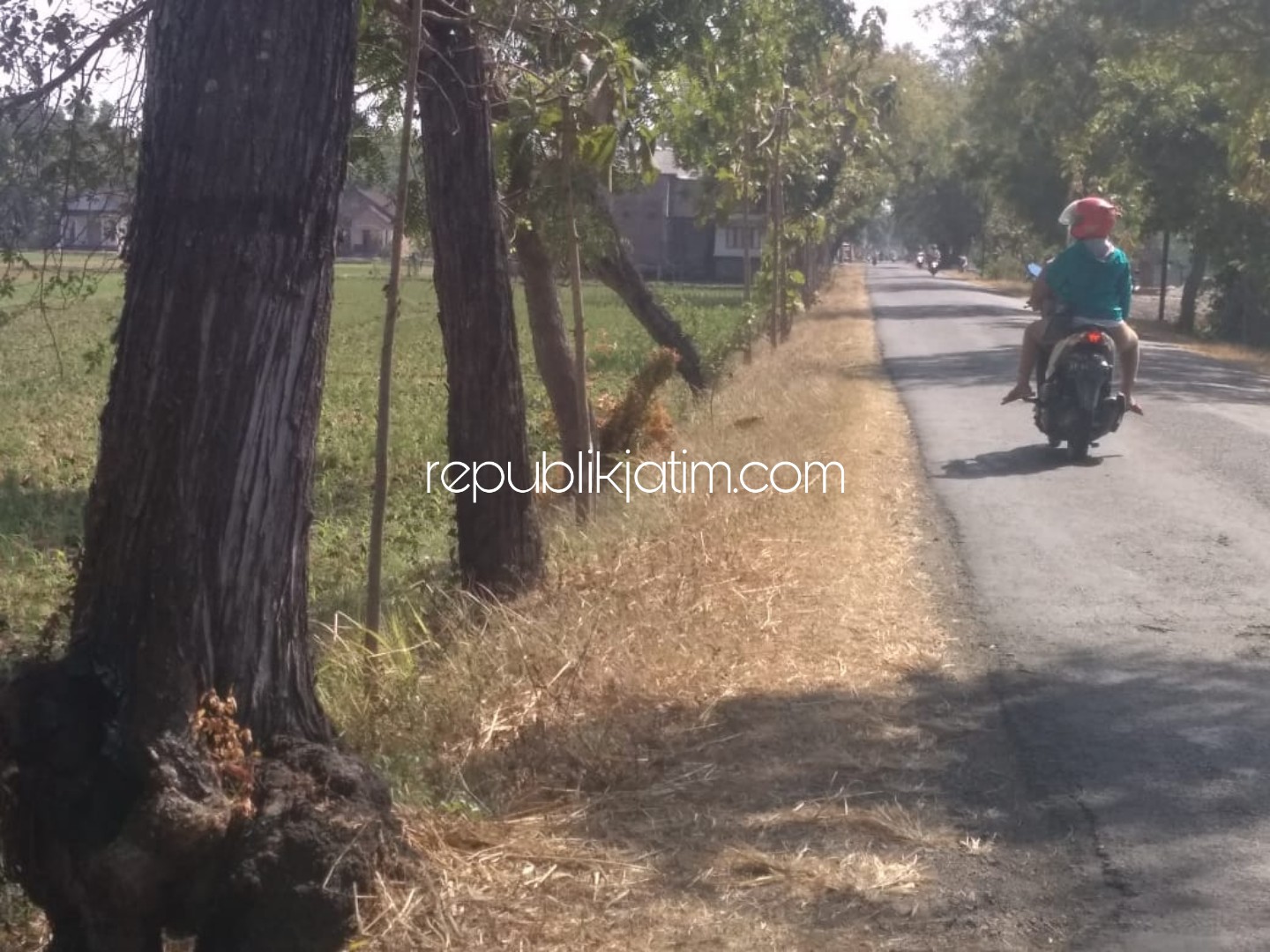 KEROPOS - Para pengguna JL Raya Bungkal - Jetis mengkhawatirkan sejumlah pohon keropos di pinggir jalan utama itu lantaran bisa roboh setiap saat, Rabu (07/08/2019)