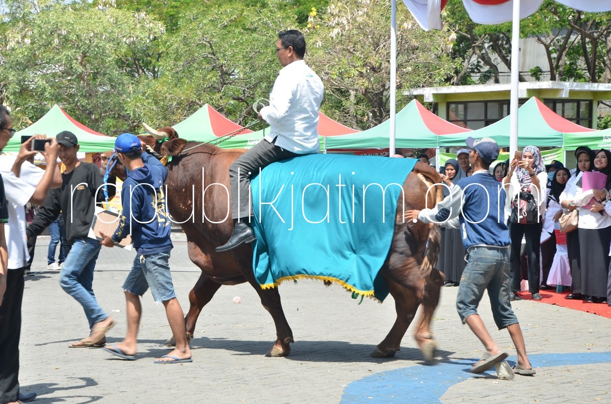 JUARA - Sapi seberat 1,075 ton juara salah satu kategori kontes Ternak yang digelar di Puspa Agro, Desa Jemundo, Kecamatan Taman, Sidoarjo yang diikuti ratusan hewan kurban, Rabu (08/08/2018).