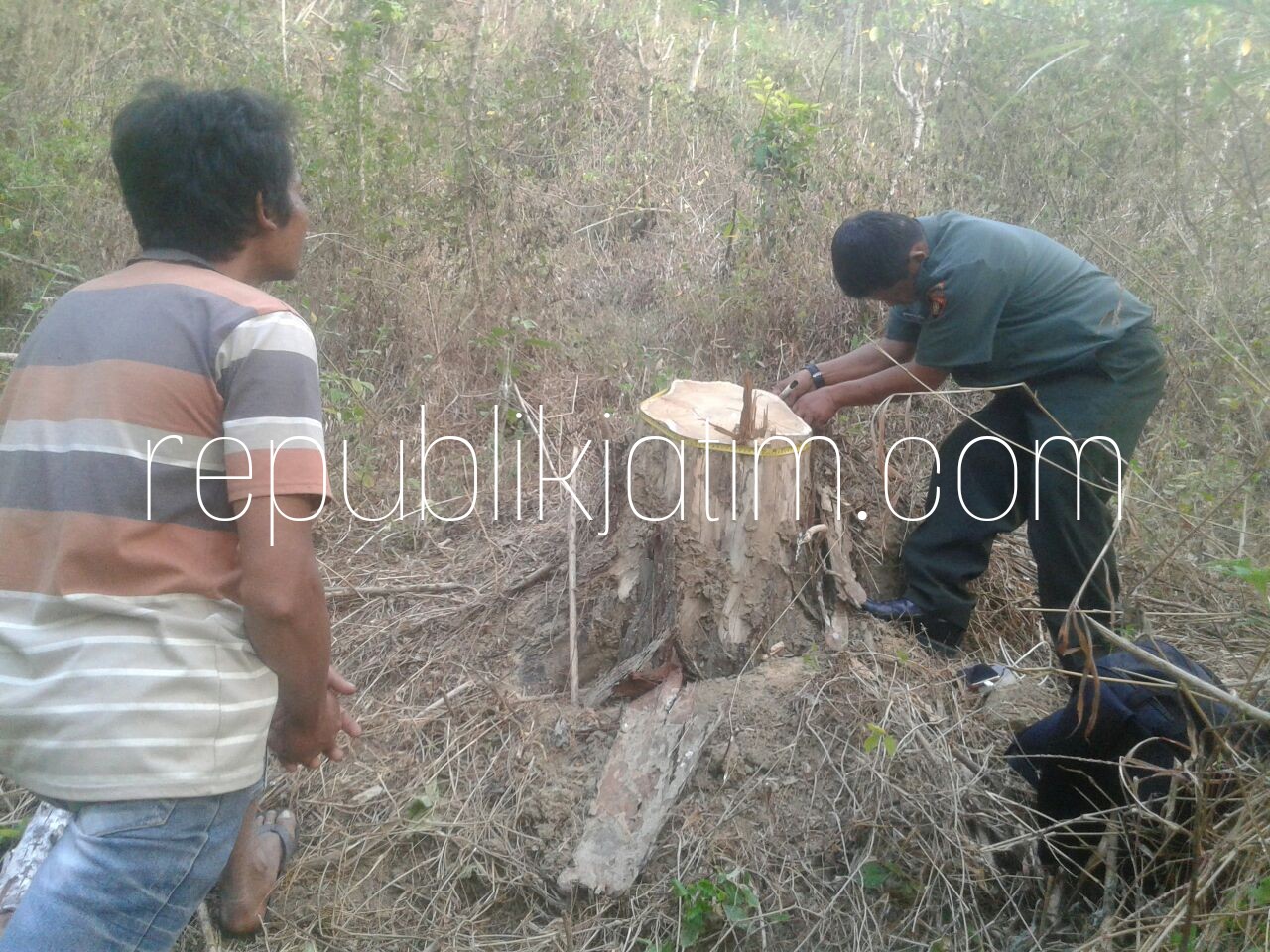BUKTI - Petugas Perhutani RPH Bungkal menunjukkan bukti tonggak kayu yang dipotong Sukarman (39) warga Dusun Nglodo, Desa/Kecamatan Ngrayun, Ponorogo, Kamis (09/08/2018).