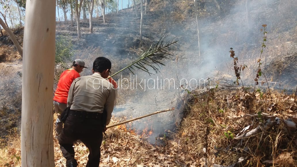 LUDES TERBAKAR - Hutan pinus seluas 9,8 hektar di petak 47 Gunung Yan, Desa Bulak, Kecamatan Balong, Ponorogo ludes terbakar, Rabu (15/08/2018) petang.