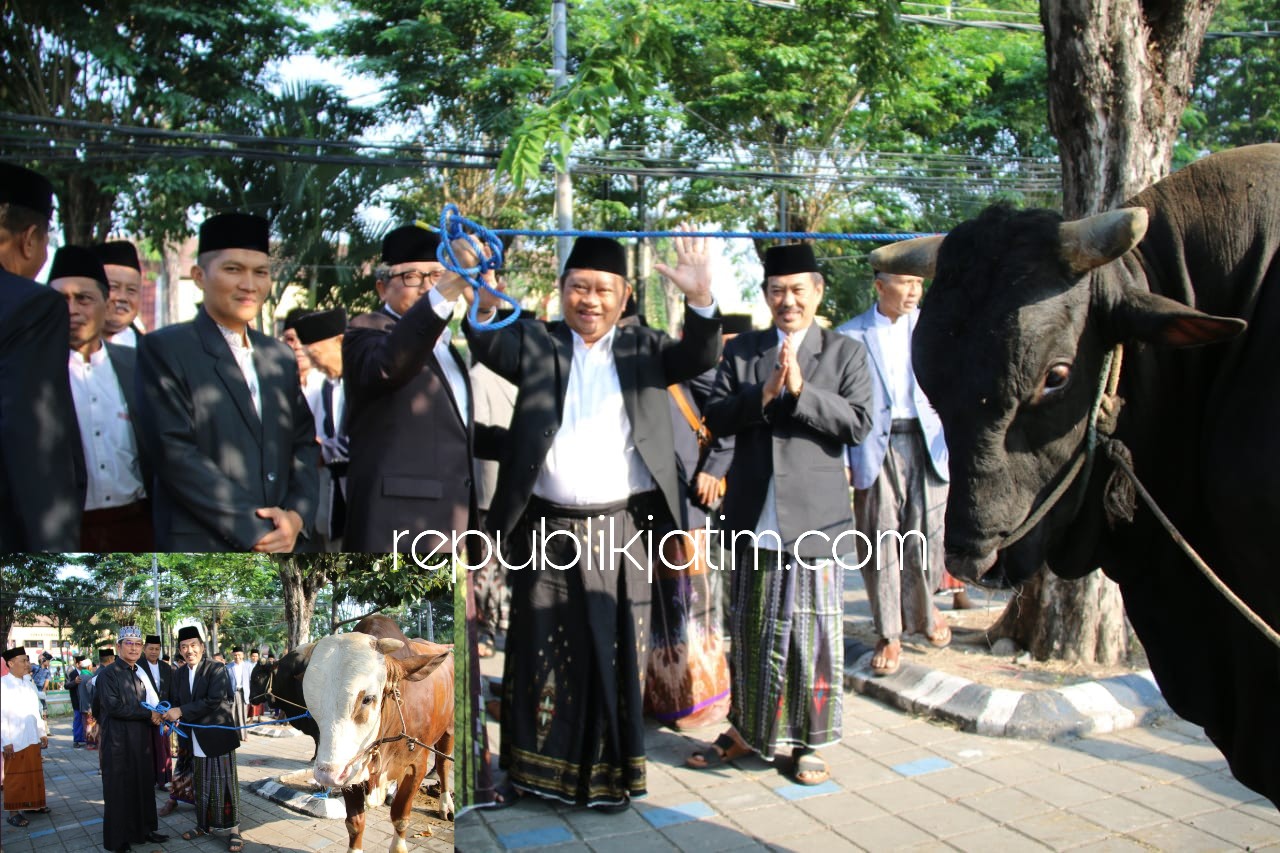 KURBAN - Bupati Sidoarjo, Saiful Ilah menyerahkan sapi kurban hampir 1 ton ke Ketua Takmir Masjid Agung Sidoarjo, Nadhim Amir dan Wabup Nur Ahmad Syaifuddin menyerahkan sapi kurban seberat 9 kuintal ke Kepala Kemenag, Achmad Rofi'i, Rabu (22/08/2018).