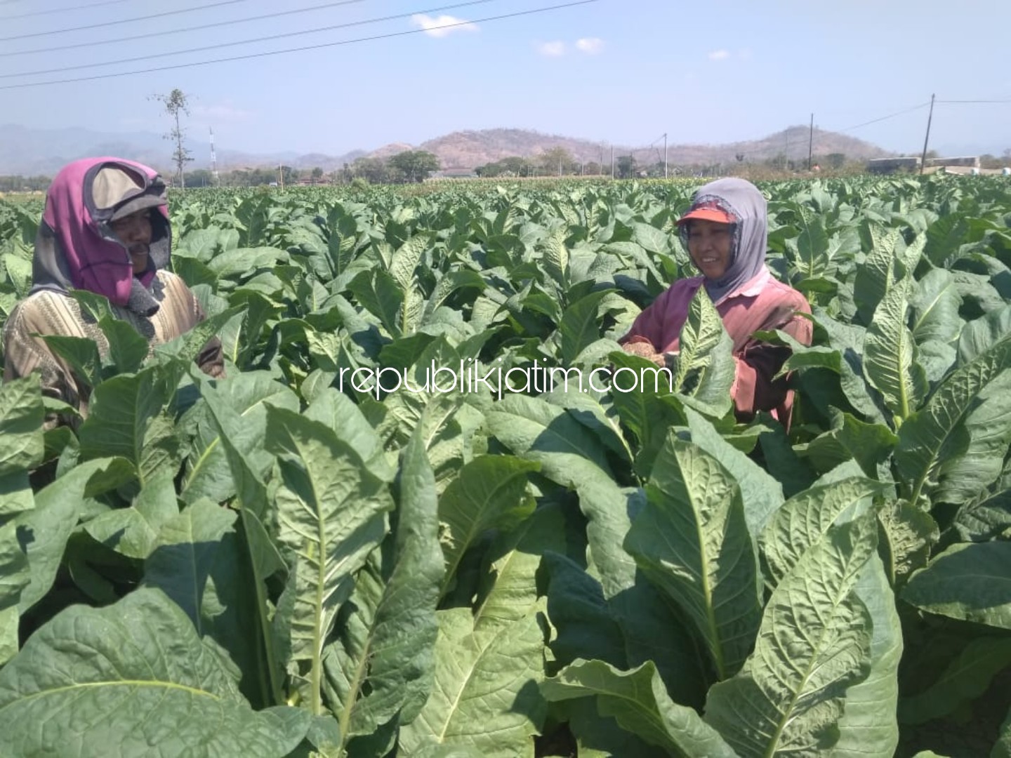 PANEN - Petani tembakau Desa Tatung, Kecamatan Balong, Ponorogo panen tembakau dengan harga jual yang masih stagnan (tetap) selama 4 tahun terakhir, Rabu (04/09/2019).
