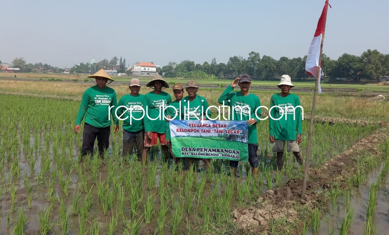 PETANI - Sejumlah anggota Kelompok Tani (Poktan) Tani Segar Desa Penambangan, Kecamatan Balongbendo, Sidoarjo saat menanam padi di lahan pertaniannya, Jumat (24/09/2021).