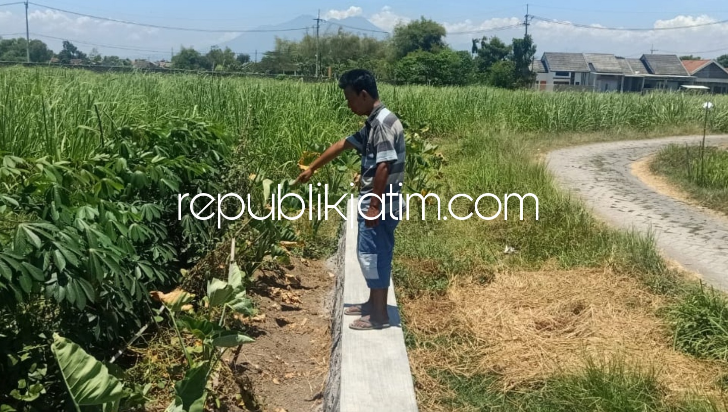 TKP - Warga menunjukkan lokasi pembegalan terhadap Adin Hariyanto di persawahan Desa Anggaswangi, Kecamatan Sukodono, Sidoarjo, Sabtu (03/10/2020). 