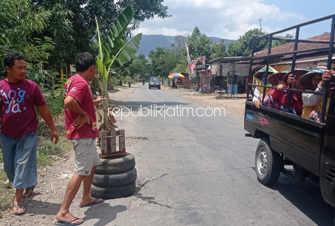 TANAM PISANG - Karena takut ada yang mengalami kecelakaan terjungkal lubang yang ada di JL Raya Bungkal - Ngrayun, warga terpaksa menanami pisang sebagai tanda jalan berlubang dan belum diperbaiki, Sabtu (09/10/2021).