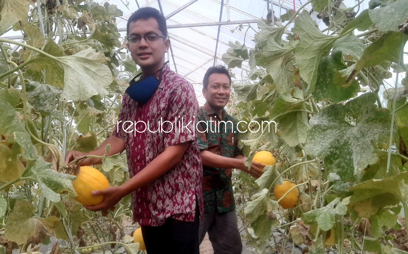 PETIK - Ketua Bumdes Cipta Mandiri Singkalan, Kecamatan Balongbendo, Sidoarjo, Galang Romadhon melayani konsumen memetik buah Melon Golden di TKD desa setempat, Jumat (16/10/2020) sore.