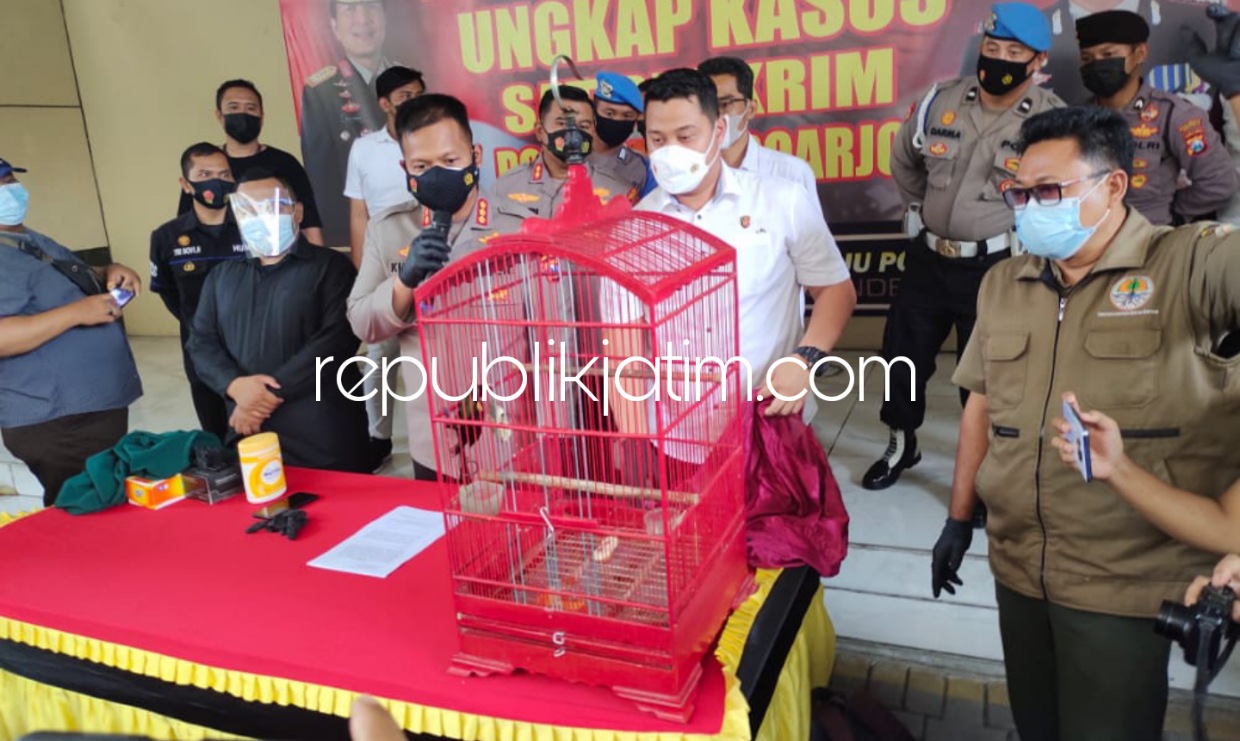 HEWAN LANGKA - Tersangka, Mar (48) warga Krian, Sidoarjo ditangkap Unit IV Resmob Satuan Reskrim Polresta Sidoarjo berhasil mengungkap tindak pidana Konservasi Sumber Daya Alam Hayati dan Ekosistem (KSDAHE) berupa burung dilindungi, Senin (18/10/2021).