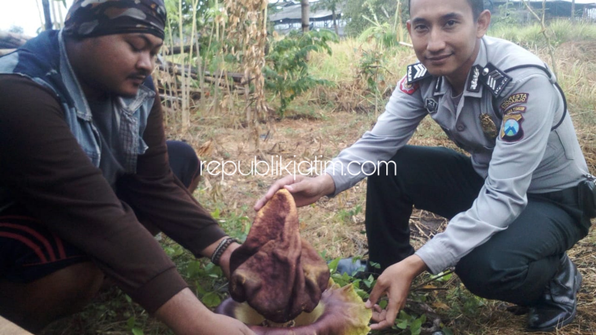 BUNGA BANGKAI - Sebuah bunga bangkai (Rafflesia) ditemukan di area persawahan Desa Jabaran, Kecamatan Balongbendo, Sidoarjo, Jumat (01/11/2019).