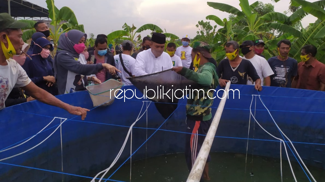 PANEN - Cabup Sidoarjo, Bambang Haryo Soekartono (BHS) bersama Ny Asrilia Kurniati memanen mujair di kolam terpal milik Mustofa warga Dusun Pandean, Desa Banjarkemantren, Kecamatan Buduran, Jumat (20/11/2020) sore.