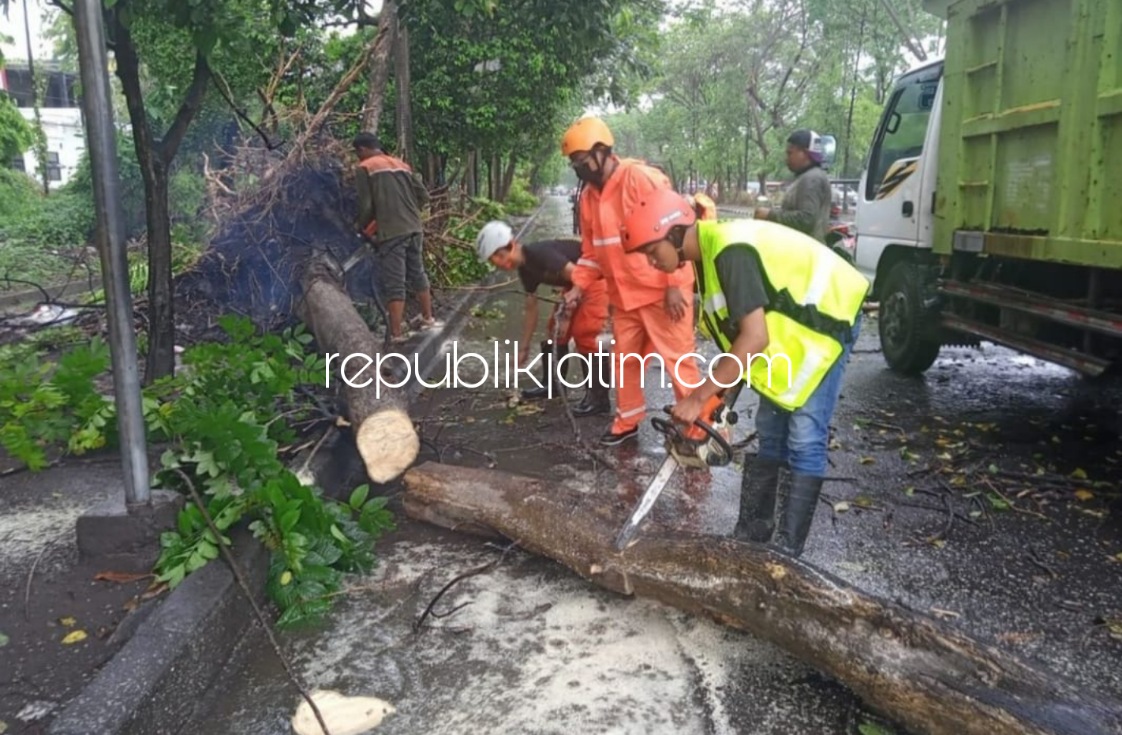 KEPRAS - Bupati Sidoarjo, Ahmad Muhdlor Ali menginstruksikan Dinas Lingkungan Hidup dan Kebersihan (DLHK) Pemkab Sidoarjo untuk mengepras ranting pohon yang berpotensi rawan tumbang ketika hujan deras dan angin kencang, Kamis (25/11/2021).