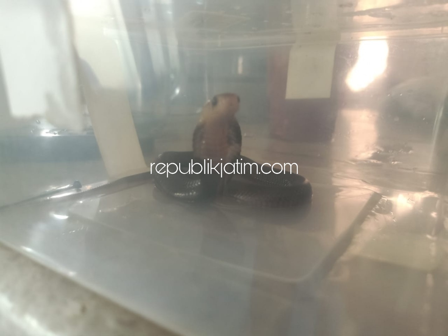 DIAMANKAN - Seekor ular cobra diamankan petugas BPBD Pemkab Sidoarjo di Perumahan Istana Mentari, Desa Cemengkalang, Kecamatan Sidoarjo, Kamis (19/12/2019) malam.
