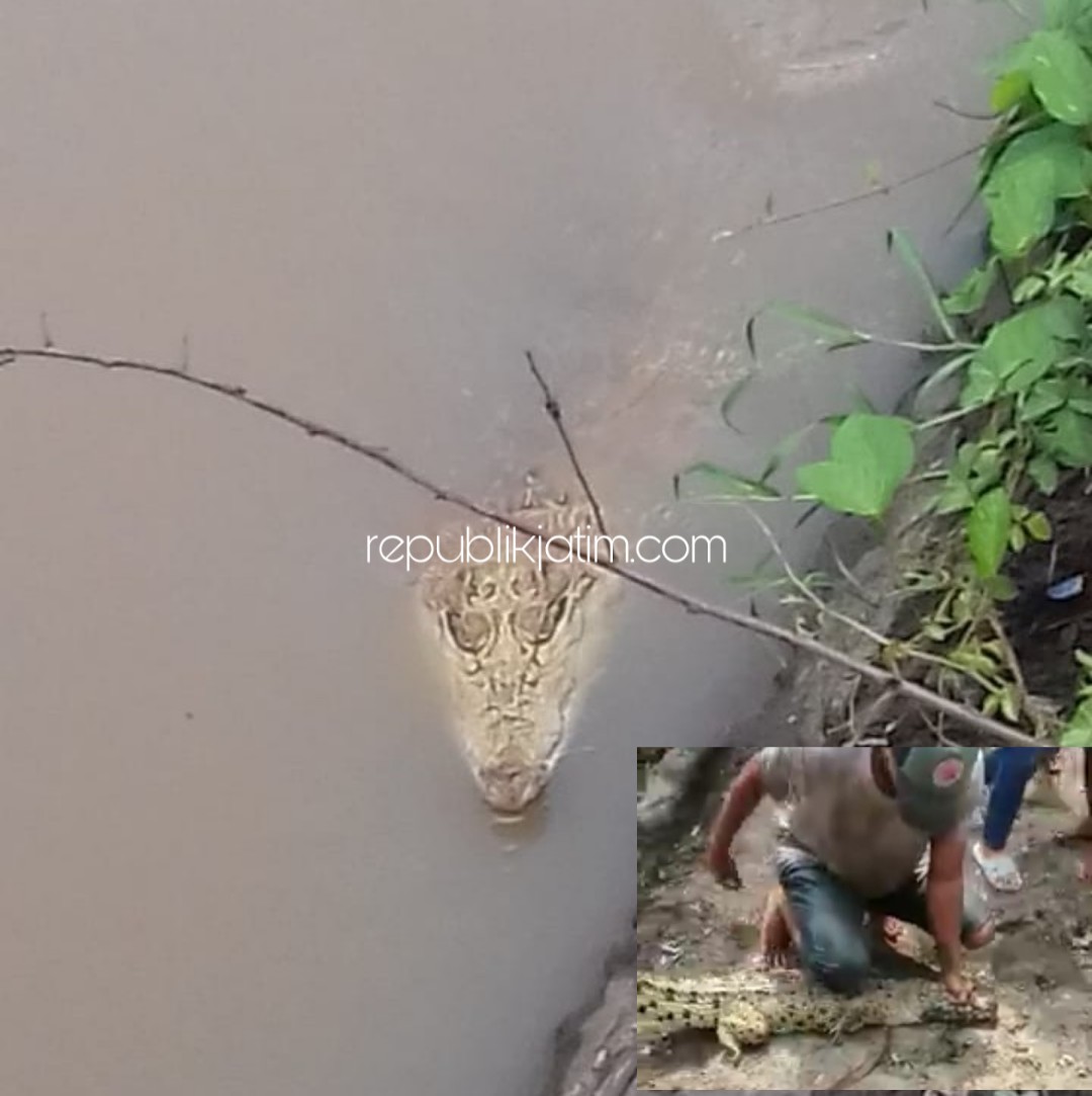 DITANGKAP - Seekor buaya yang muncul di sungai Desa Wedoroklurak, Kecamatan Candi, Sidoarjo yang sempat membikin gempar seluruh warga akhirnya ditangkap, Senin (30/12/2019) sore.