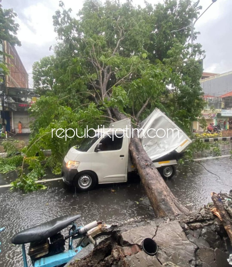TERTIMPA - Sebanyak dua mobil tertimpa pohon ambruk yang ada di JL Majapahit, Kelurahan Sidowayah, Kecamatan Sidoarjo usai hujan deras disertai angin, Sabtu (19/03/2022).