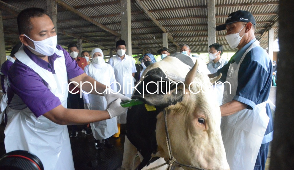 CEK - Gubernur Jatim Khofifah Indar Parawansa dan Bupati Sidoarjo Ahmad Muhdlor mengecek langsung ke ternak sapi milik Kasikin di Tanjungsari, Kecamatan Taman dan sapi milik Kusnadi di Wonokarang, Kecamatan Balongbendo, Sidoarjo, Jumat (17/06/2022).