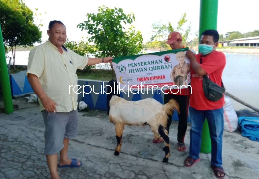 KURBAN - Anggota Fraksi PDI Perjuangan DPR RI, Indah Kurnia membagikan 35 ekor kambing kepada warga Sidoarjo dan Surabaya pada Hari Raya Idul Adha 1443 Hijriyah (Tahun 2022) yang dibagikan ke sejumlah tokoh dan lembaga, Sabtu (09/07/2022). 