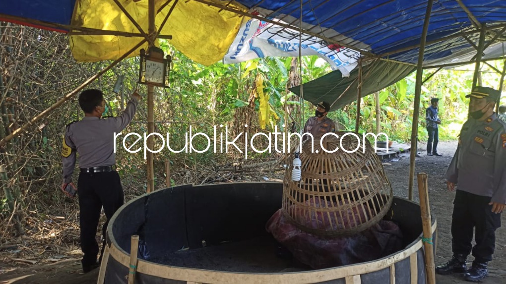 BONGKAR - Kapolsek Balongbendo Kompol Hasyim As’ari didampingi Kepala Desa Wonokarang membongkar arena judi sabung ayam di persawahan Desa Wonokarang, Kecamatan Balongbendo, Sidoarjo, Selasa (12/07/2022).