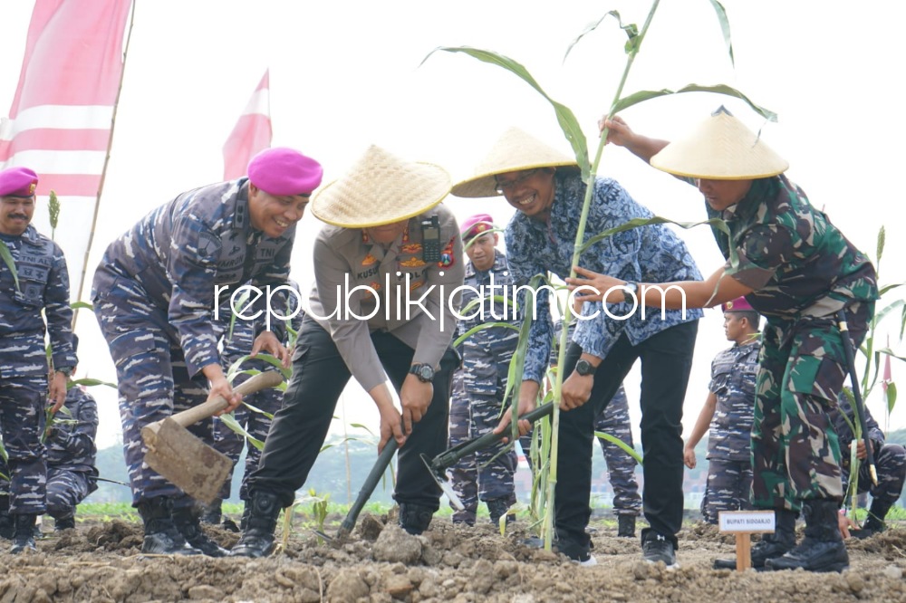 TANAM - Bupati Sidoarjo Ahmad Muhdlor Ali bersama jajaran Pasukan Marinir (Pasmar 2) Gedangan menanam pohon Sorgum dan bibit Jagung jenis hibrida F1 Lahan Minatani Kesatrian Marinir Moekijat Mako Pasmar 2 Gedangan, Sidoarjo, Jumat (09/09/2022).