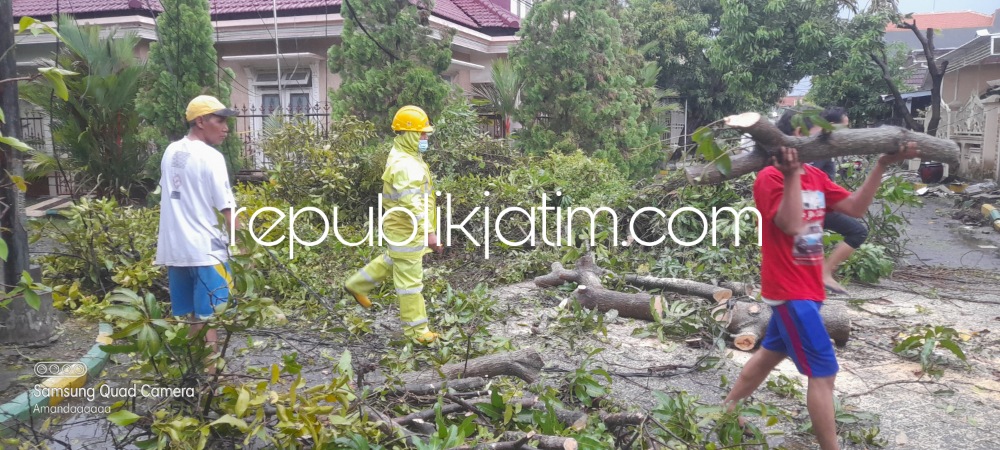 EVAKUASI - Sejumlah petugas BPBD Pemkab Sidoarjo mengevakuasi pohon tumbang di Desa Lebo dan Desa Suko, Kecamatan Sidoarjo akibat amukan angin kencang, Rabu (30/11/2022) petang.