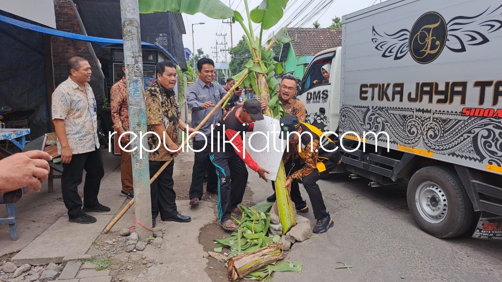 BERSIHKAN - Pejabat Dinas PUBM dan SDA, Dinas P2CKTR dan PDAM Sidoarjo membersihkan pohon pisang yang ditanam warga di jalan berlubang sepanjang jalan raya Dusun Keling, Desa Jumputrejo, Kecamatan Sukodono, Sidoarjo, Selasa (09/05/2023).