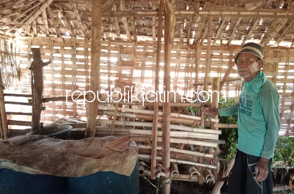 KEHILANGAN - Bakran (65) warga Desa Pantenan, Kecamatan Panceng, Kabupaten Gresik menunjukan Kandang kambingnya usai kehilangan kambing yang dipersiapkannya untuk Hari Raya Idul Adha, Minggu (14/05/2023).