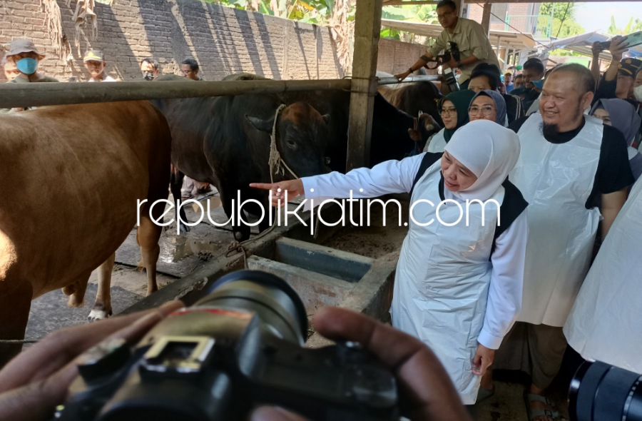 CEK - Gubernur Jatim, Khofifah Indar Parawansa mengecek kondisi ratusan sapi, kambing dan domba yang ada di Peternakan One Qolbu Farm di Perum Taman Wahyu, Desa Sarirogo, Kecamatan/Kabupaten Sidoarjo, Kamis (08/06/2023).