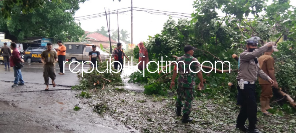 EVAKUASI - Sejumlah petugas gabungan mengevakuasi pohon Ambar besar yang tumbang di JL Raya Desa Jabaran, Kecamatan Balongbendo, Sidoarjo hingga sekitar 3 jam, Senin (08/01/2024) sore.