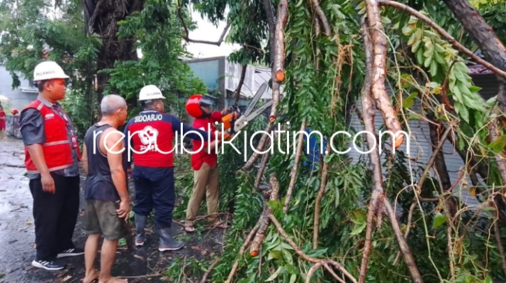 TUMBANG - TRC BPBD Pemkab Sidoarjo memotong pohon tumbang yang mengganggu aktivitas warga di Sekardangan, Kecamatan Sidoarjo dan Bangsri, Kecamatan Sukodono, Senin (22/01/2023).