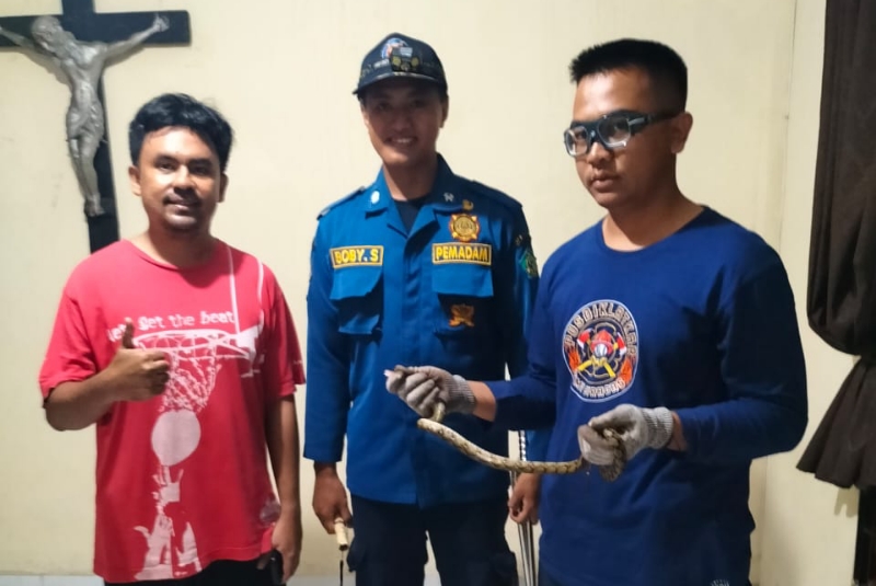 TANGKAP - Seekor ular Sanca dievakuasi petugas Damkar BPBD Pemkab Sidoarjo di rumah warga Desa Tawangsari, Kecamatan Taman, Sidoarjo karena merasa khawatir dengan ular liar itu, Jumat (23/02/2024) dini hari.