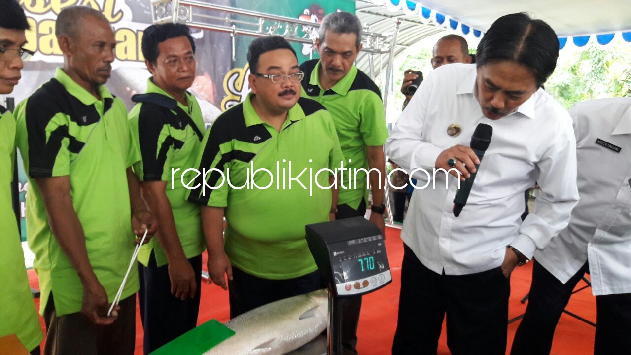 PENIMBANGAN - Wakil Bupati Sidoarjo, Nur Ahmad Syaifuddin menyaksikan prosesi penimbangan lelang bandeng kawak tradisional 2017 yang dimenangkan Sutriman warga Dusul Tegalsari, Desa Kupang, Kecamatan Jabon dengan berat 7,7 kilogram, Rabu (06/12/2017).