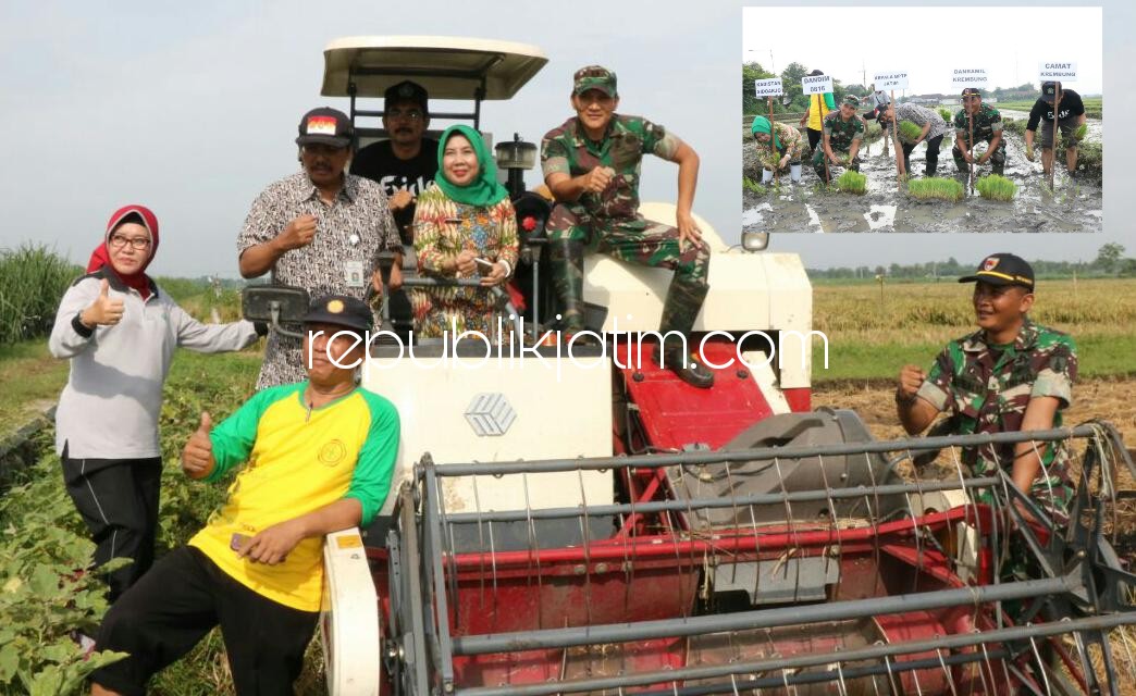 PANEN RAYA - Dandim 0816 Sidoarjo, Letkol Inf Fadli Mulyono bersama Dinas Pertanian panen dan tanam padi serentak di Desa Rejeni, Kecamatan Krembung, Kabupaten Sidoarjo, Jumat (29/12/2017).